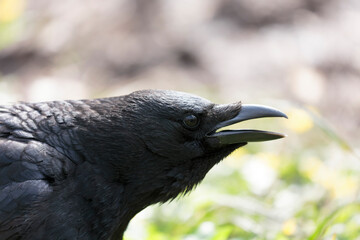 Corvus corone Carrion crow in close view
