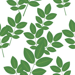 Seamless pattern of walnut tree leaves on a white background.The vector pattern can be used in textiles, wallpaper,packaging.