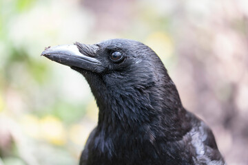Corvus corone Carrion crow in close view