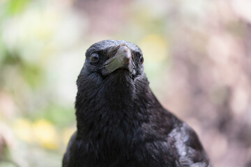 Corvus corone Carrion crow in close view