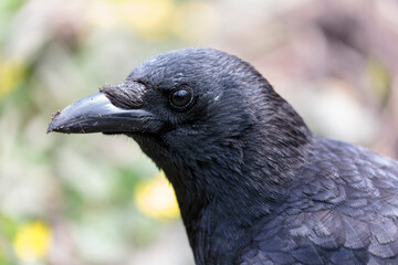 Corvus corone Carrion crow in close view