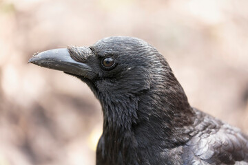 Corvus corone Carrion crow in close view