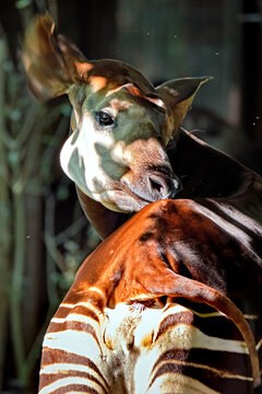 Okapi ( Okapia johnstoni ).