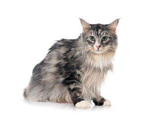 maine coon cat