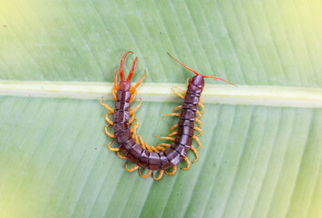 Centipedes are poisonous animals. Able to bite and release poison to enemies, it climbs on the leaves. Light fair.
