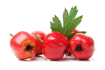 Hawthorn on a white background 