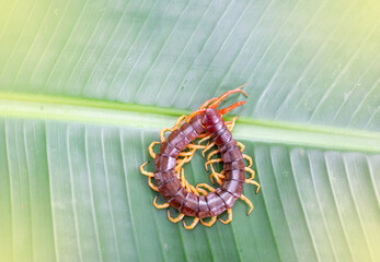 Centipedes are poisonous animals. Able to bite and release poison to enemies, it climbs on the leaves. Light fair.