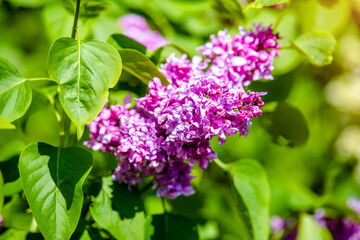 Fototapeta na wymiar Pink lilac blooms in the Botanical garden