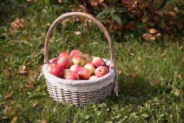 A basket of ripe apples stands on the grass.
