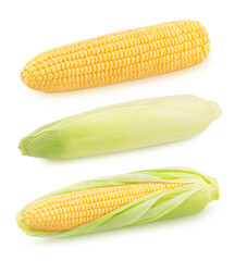 Set of fresh whole corn cobs isolated on a white background.