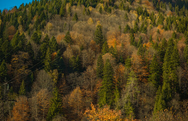 Obraz premium Forest and mountains views, concept of trip and travelling. European landscape view, concept of weekend in beautiful place
