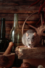 Rat on a table in an old shed.