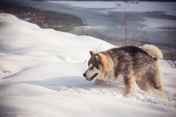 Fluffy Alaskan Malamute playing in snow. Large young wolf dog jumping in fresh snow on a sunny winter day. Selective focus on the animal, blurred background.