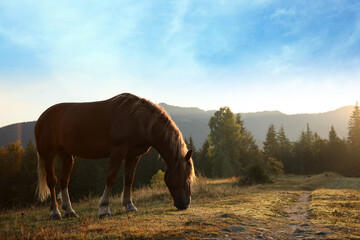 Beautiful view horse grazing on pasture in mountains