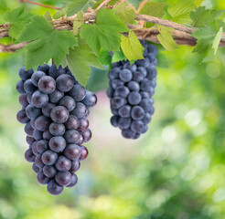 Bunch of Black Wine grape on a branch over green natural garden Blur background, Kyoho Grape with...