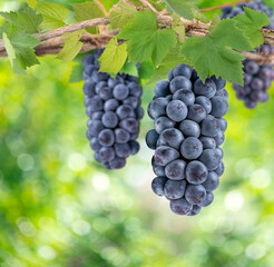 Bunch of Black Wine grape on a branch over green natural garden Blur background, Kyoho Grape with leaves in blur background.