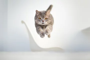 Tuinposter Scottish cat jumping up © Anton Maltsev