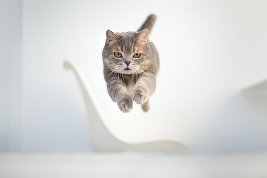 Scottish cat jumping up