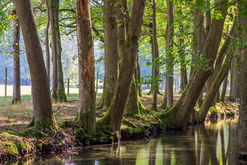 Trees in the park of the historical castle of Vizille in France.