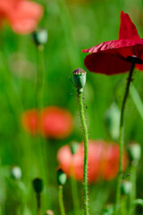 red poppy flower