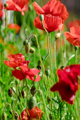 poppy flowers in field