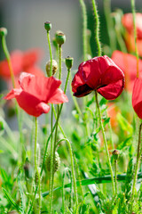 Obraz premium red poppy flower