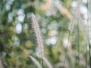 Feather Pennisetum or mission grass flowers meadow on blur bokeh background. free space outdoor nature landscape daytime. autumn or winter season, save environment concept.