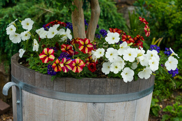 flowers in pots