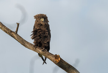 Bateleur - Terathopius ecaudatus, beautiful colored bird of prey from African bushes and woodlands, Lake Mburo National Park, Uganda. - obrazy, fototapety, plakaty