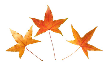 autumn maple-leaf, isolated on a white background