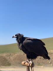 Mongolia