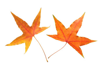 autumn maple-leaf, isolated on a white background