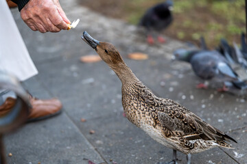 feeding ducks on the road