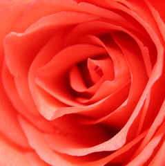 Fototapeta na wymiar close up of red rose