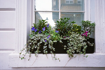 White window box decorated with colorful flower pots