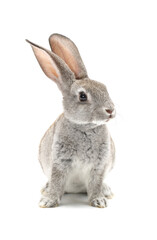 rabbit isolated on white