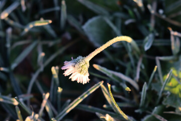Close-up of frost on yellow and white Common daisy flower. Bellis perennis plant in winter 