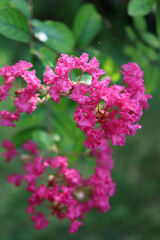 Close-up of Lagerstroemia indica tree pink flowers on branches.  Lagerstroemia also called Crape myrtle in bloom in the garden