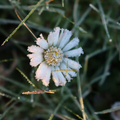 Close-up of frost on yellow and white Common daisy flower. Bellis perennis plant in winter 