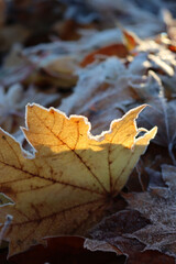 Yellow fallen Maple tree leaf against sunlight covered by frost on winter season in the garden. Acer