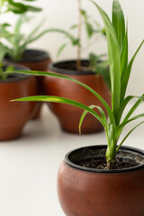 Pandanus plant in brown clay pot on the white background