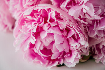 pink peony on the white background