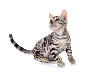 Obraz premium bengal kitten in studio