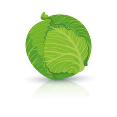 Bright vector illustration of colorful cabbage. Fresh cartoon organic vegetable isolated on white background used for magazine, book, poster, card, menu cover, web pages.