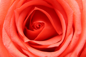 Bunch of red roses in close up, selective focus on center 