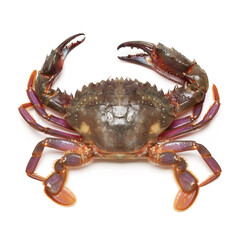 crab on white background