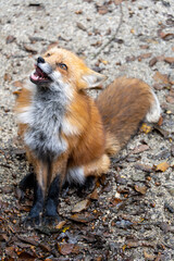 red fox vulpes