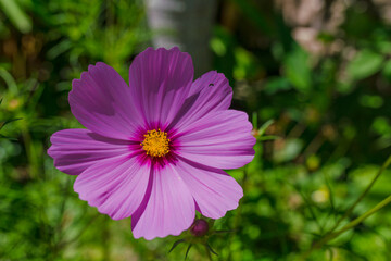 Fototapeta premium pink cosmos flower