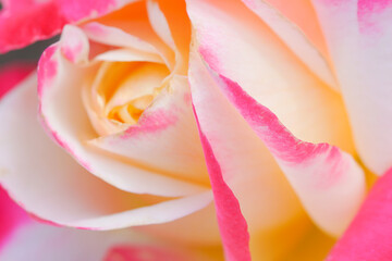 Fototapeta na wymiar pink rose closeup