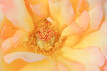 Fototapeta na wymiar close up of rose